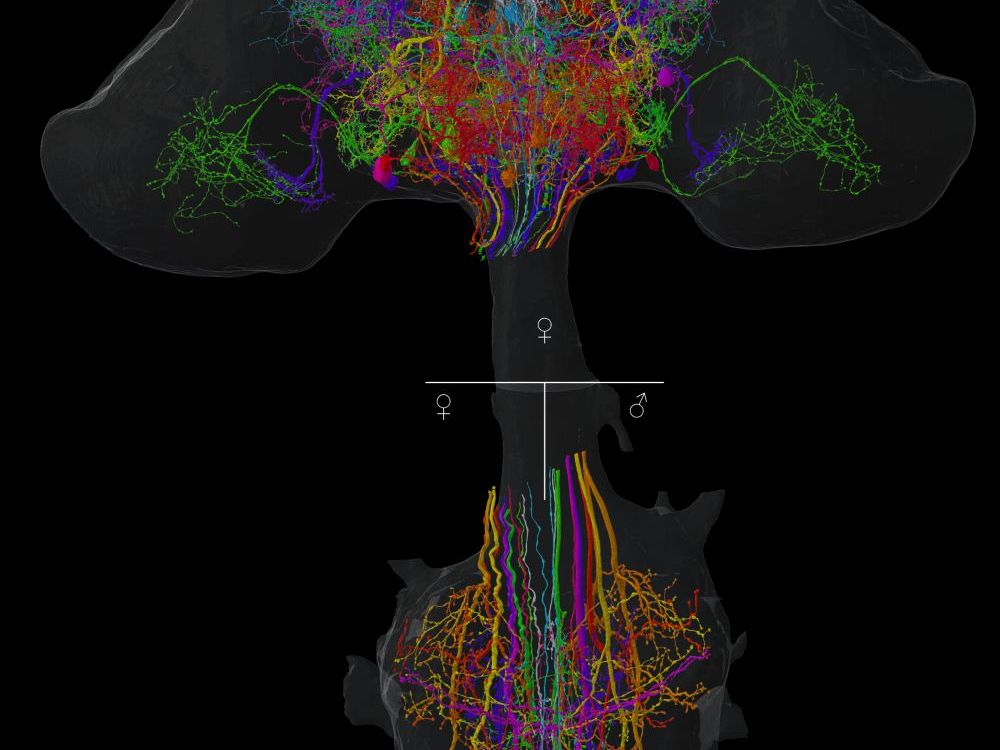 Nervensystem der Fruchtfliege vollständig kartiert Mikroskopisches Bild: Ausschnitt aus dem Nervensystem der Fruchtfliege das Forschende vollständig kartiert haben