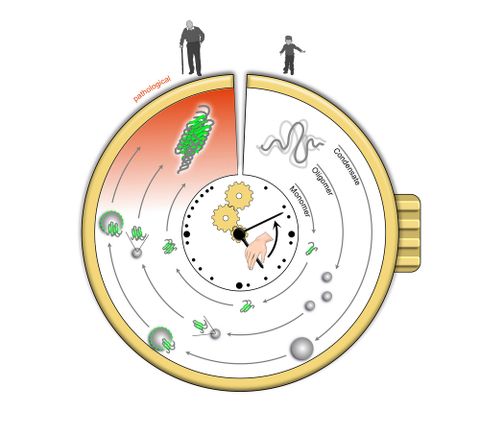 Visualisierung einer Proteinaggregationsuhr Grafik zur Visualisierung einer Proteinaggregationsuhr