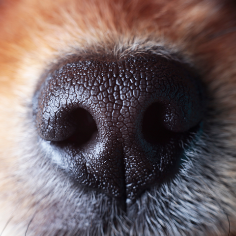 Spürhunde erkennen nicht nur COVID, sondern auch Long-COVID Spürhunde erkennen nicht nur COVID, sondern auch Long-COVID