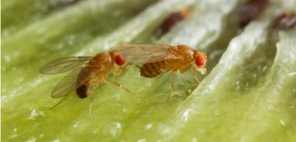 Alkohol macht attraktiv - zumindest bei Fliegen Taufliegen bei der Paarung