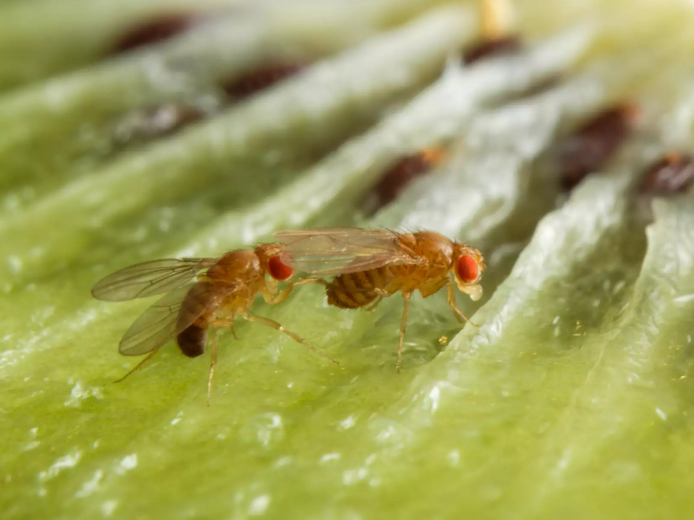 Alkohol macht attraktiv - zumindest bei Fliegen Taufliegen bei der Paarung