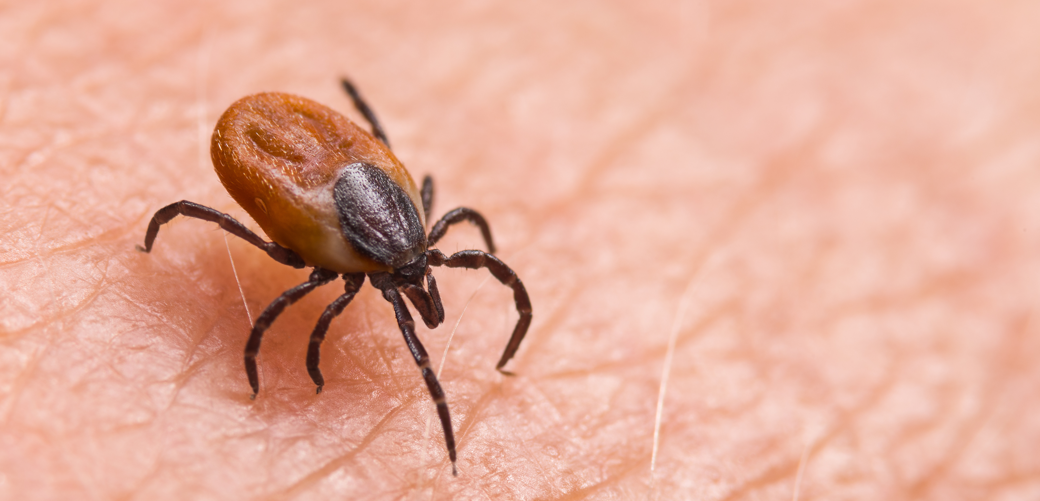 FSME-Fälle steigen weiter - Zecken breiten sich jetzt ganzjährig aus Zecke in Großaufnahme, die über Haut krabbelt