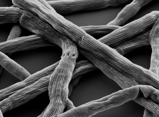 Kabelbakterium Electronema - lebender Stromleiter: Mikrobe des Jahres 2024 Kabelbakterium Electronema - lebender Stromleiter: Mikrobe des Jahres 2024