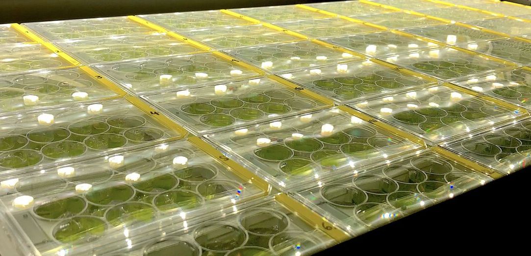 Pflanzenforschung: Algen geben Aufschluss über 600 Millionen Jahre Evolution der Pflanzen Sammlung von Algenkulturen