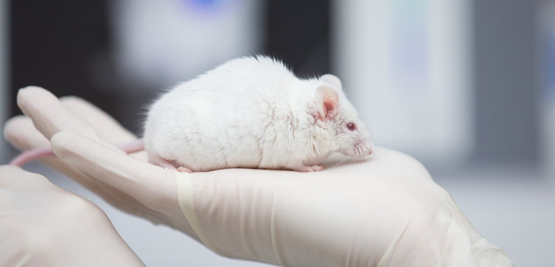 Maus als Versuchstier bei Tierversuchen im Labor Eine wissenschaftliche Mitarbeiterin einer tierexperimentellen Forschungseinrichtung hat eine Maus in der Hand