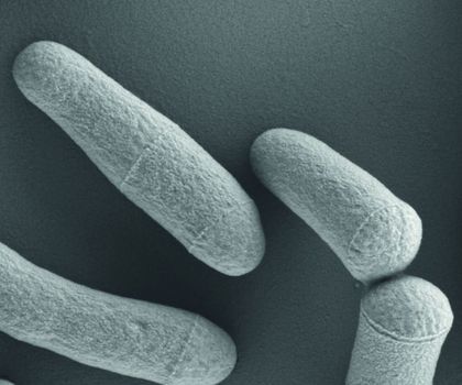 Aufnahme von Corynebacterium glutamicum Mikrobe des Jahres 2025