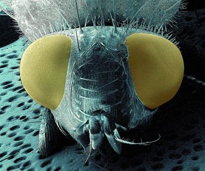 Im Zuge des Projekts ComplexEye überträgt man das biologische Konzept der Facettenaugen von Insekten auf ein Mikroskopsystem Kopf einer Fliege (mit Facettenaugen)