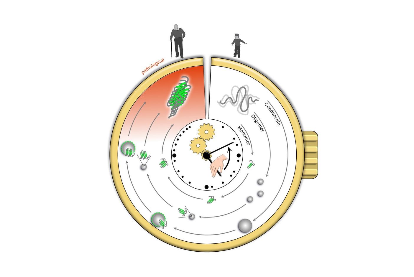 Grafik zur Visualisierung einer Proteinaggregationsuhr