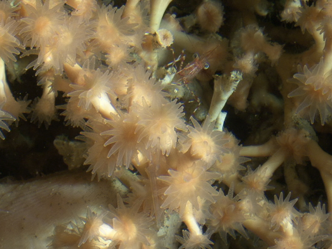 Koralle Desmophyllum pertusum Koralle Desmophyllum pertusum