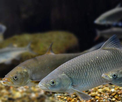 PFAS in Speisefischen aus Nord- und Ostsee - Grenzwerte deutlich überschritten Symbolbild Heringe