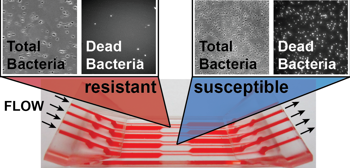 neue Methode zur schnellen Antibiotikaresistenztestung (AST) neue Methode zur schnellen Antibiotikaresistenztestung (AST)