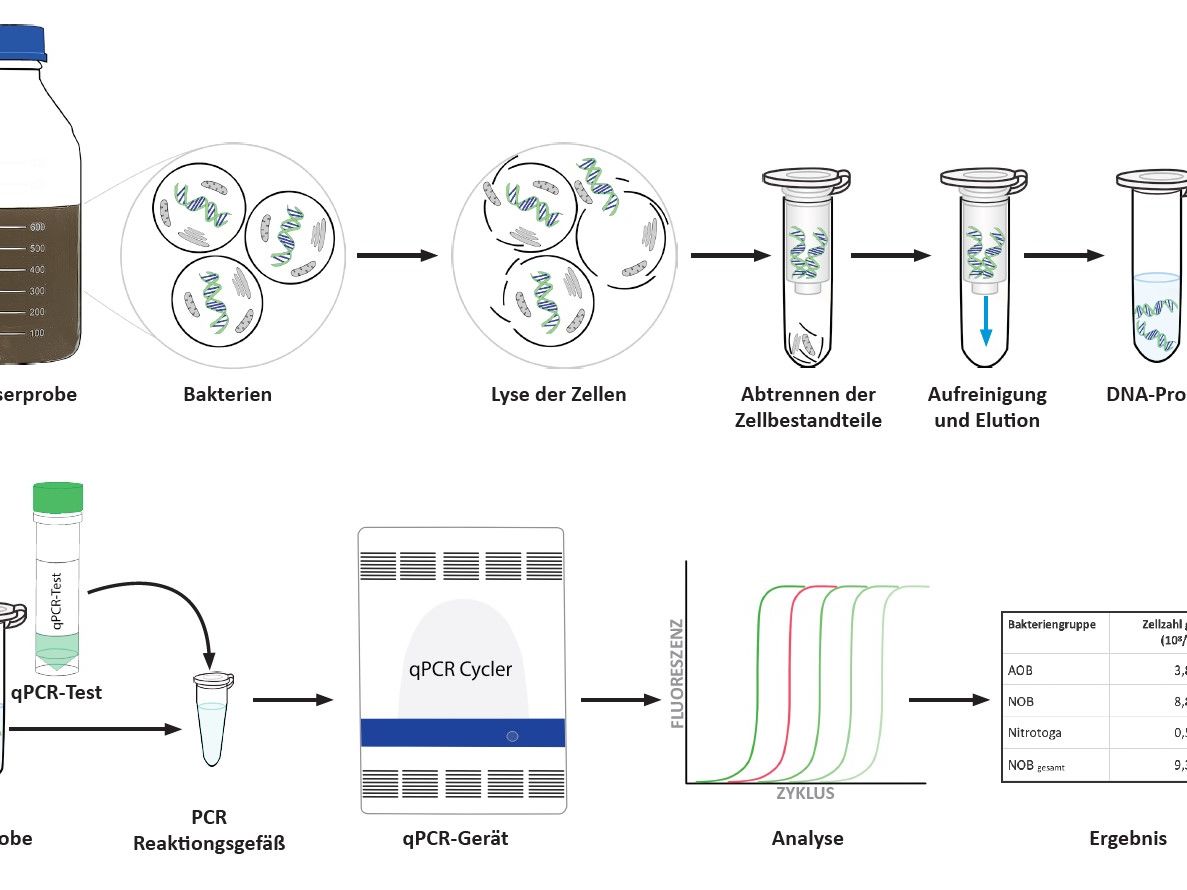 Schema zum Workflow Quantifizierung der lebenden Bakterien im Abwasser: Mikrobiologische Wasseranalytik mit qPCR