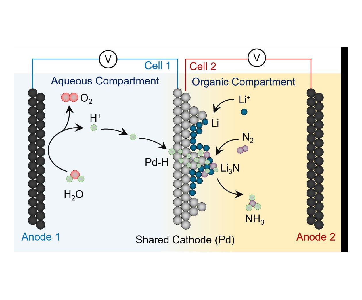 Ammoniak-Synthese: Forschungsteam entwickelt klimafreundliche Herstellungsverfahren Reaktorschema, bei dem Wasser direkt als Wasserstoffquelle genutzt wird, um mit Hilfe von elektrischem Strom Ammoniak zu erzeugen.