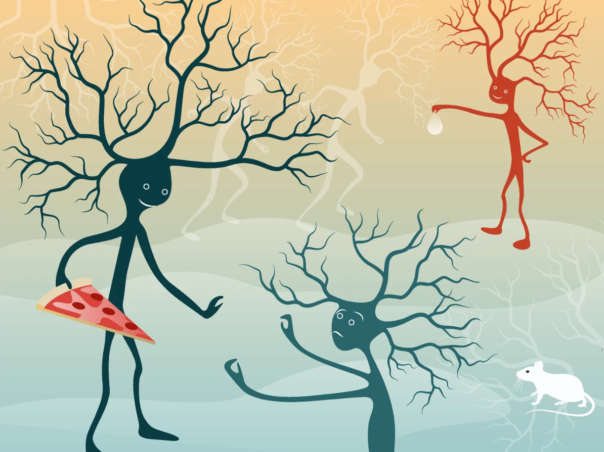 Wie steuert das Gehirn Hunger und Durst? Schematische Darstellung: Spezialisierte „Durst“- und „Hunger“-Nervenzellen in der Amygdala beeinflussen über verschiedene Schaltkreise das Verlangen nach Essen oder Trinken.