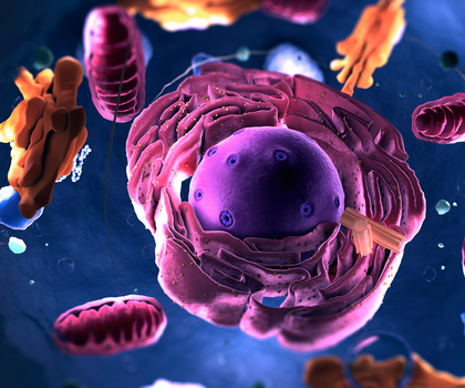 Zelle mit Zellorganellen und Mitochondrien