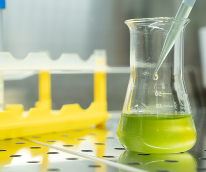 Glykolat aus Mikroalgen: Zellfabriken wandeln CO2 in Basischemikalien um Flüssigkultur von Chlamydomonas reinhardtii