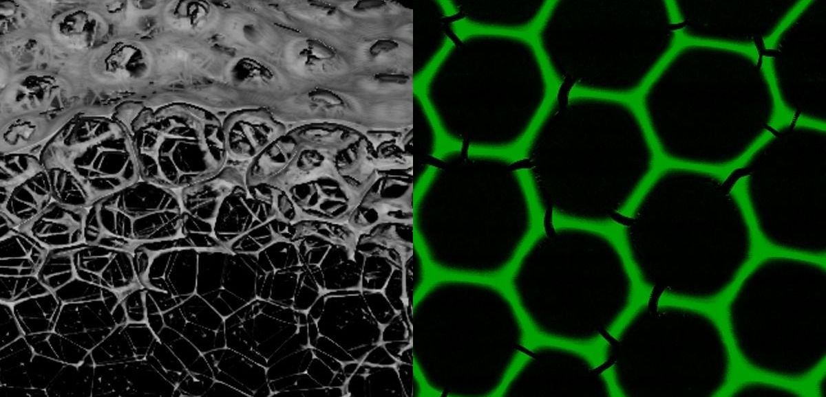 Materialforschung: Biokatalytische Schäume mit hoher Haltbarkeit und Aktivität Materialforschung: Biokatalytische Schäume mit hoher Haltbarkeit und Aktivität