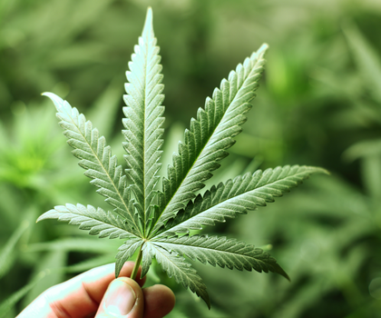 Cannabis