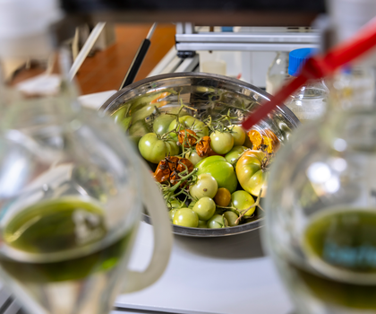 Aus Resten der Tomatenproduktion soll nachhaltiger Flugzeugtreibstoff werden - EU-Projekt ToFuel Aus Resten der Tomatenproduktion, wie Blättern, Stängeln, Samen, Schalen sowie unreifen und schimmligen Früchten, soll nachhaltiger Flugzeugtreibstoff werden.