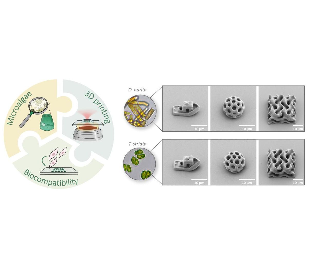 Tintensystem auf Basis der Mikroalgen Grafik, Schaubild zum Thema des Papers: Mit dem neuen Tintensystem auf Basis der Mikroalgen Odontella aurita und Tetraselmis striata können komplexe 3D-Mikrostrukturen mit hoher Qualität und Präzision hergestellt werden.