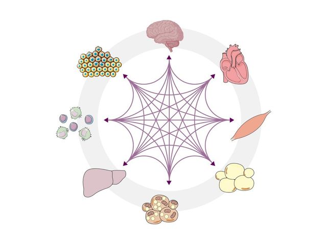 Fehlregulationen der komplexen Kommunikationsprozesse zwischen Organen wie Leber, Herz, Darm, Gehirn und dem Immunsystem beeinflussen die Entstehung von Krankheiten