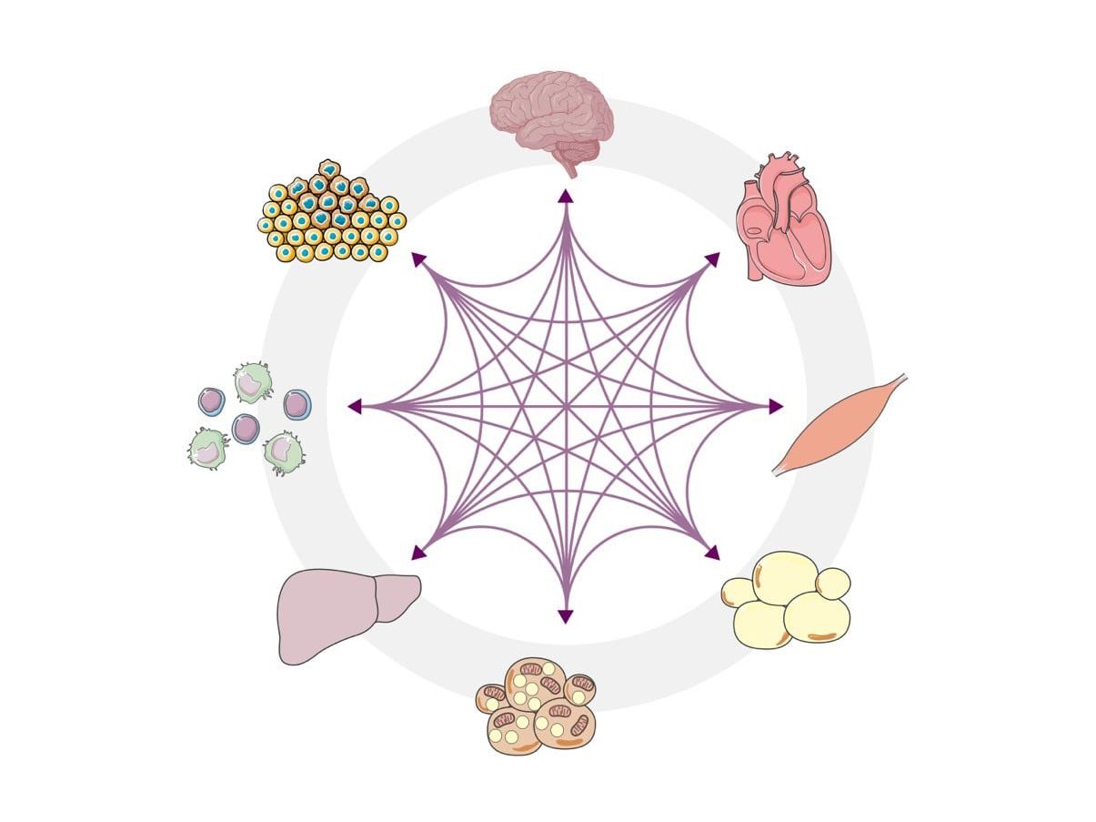 Fehlregulationen der komplexen Kommunikationsprozesse zwischen Organen wie Leber, Herz, Darm, Gehirn und dem Immunsystem beeinflussen die Entstehung von Krankheiten Fehlregulationen der komplexen Kommunikationsprozesse zwischen Organen wie Leber, Herz, Darm, Gehirn und dem Immunsystem beeinflussen die Entstehung von Krankheiten