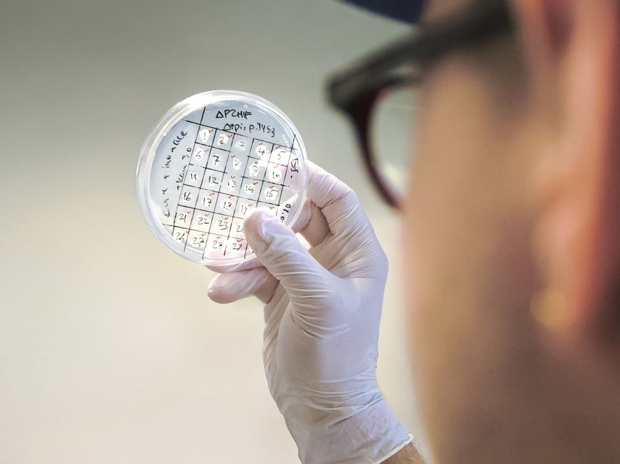 EU-Projekt für nachhaltige Chemikalien-Herstellung: Mit Bakterien zu klimaneutralen Kunststoffen und Kosmetika? Behandschuhte Hand hält Petrischale hoch, in der Bakterienstämme wachsen
