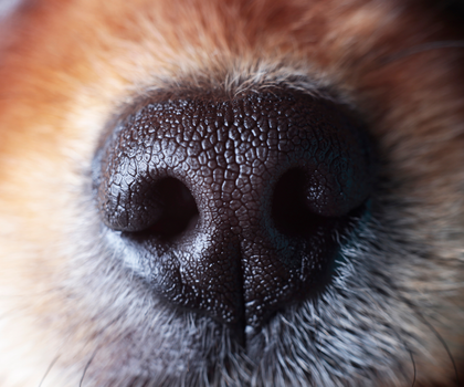 Spürhunde erkennen nicht nur COVID, sondern auch Long-COVID