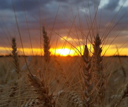 Weizenfeld im Tullnerfeld