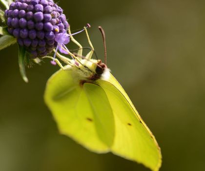 Zitronenfalter an einer Blüte