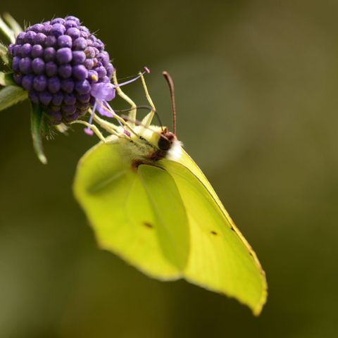 Zitronenfalter an einer Blüte