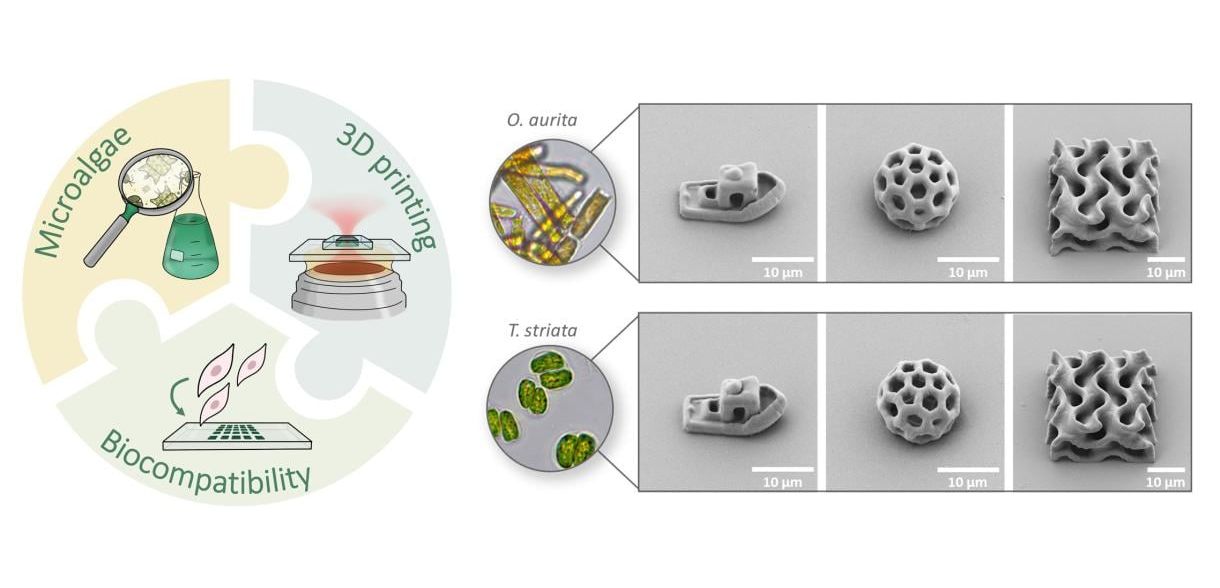 Tintensystem auf Basis der Mikroalgen Grafik, Schaubild zum Thema des Papers: Mit dem neuen Tintensystem auf Basis der Mikroalgen Odontella aurita und Tetraselmis striata können komplexe 3D-Mikrostrukturen mit hoher Qualität und Präzision hergestellt werden.