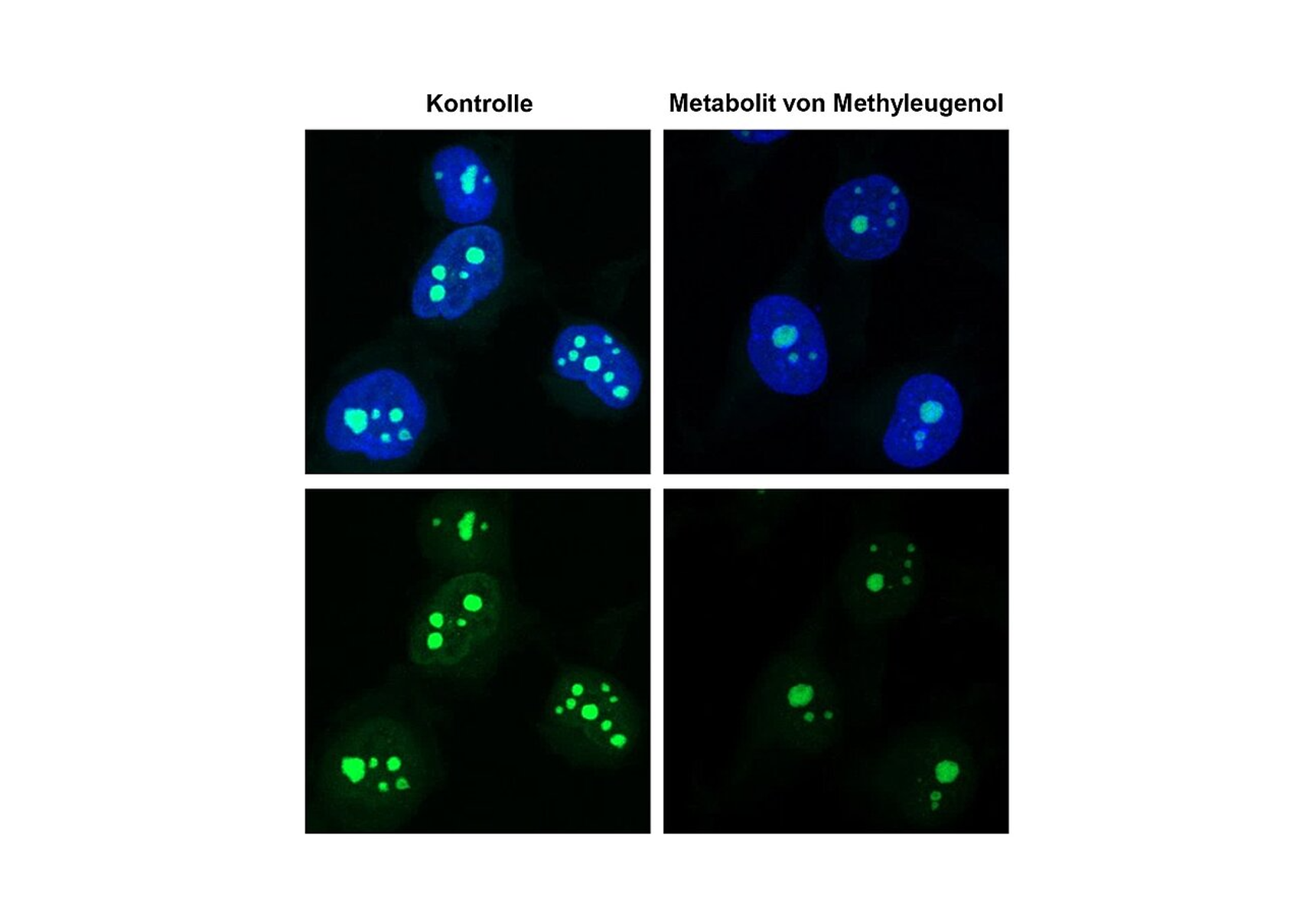 Menschliche Zellen nach Behandlung mit dem Methyleugenol-Metaboliten (rechts) im Vergleich zu Kontrollzellen (links). Dargestellt sind die Zellkerne (blau) sowie neu hergestellte RNA (grün).
