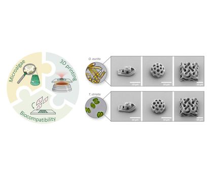 Tintensystem auf Basis der Mikroalgen Grafik, Schaubild zum Thema des Papers: Mit dem neuen Tintensystem auf Basis der Mikroalgen Odontella aurita und Tetraselmis striata können komplexe 3D-Mikrostrukturen mit hoher Qualität und Präzision hergestellt werden.