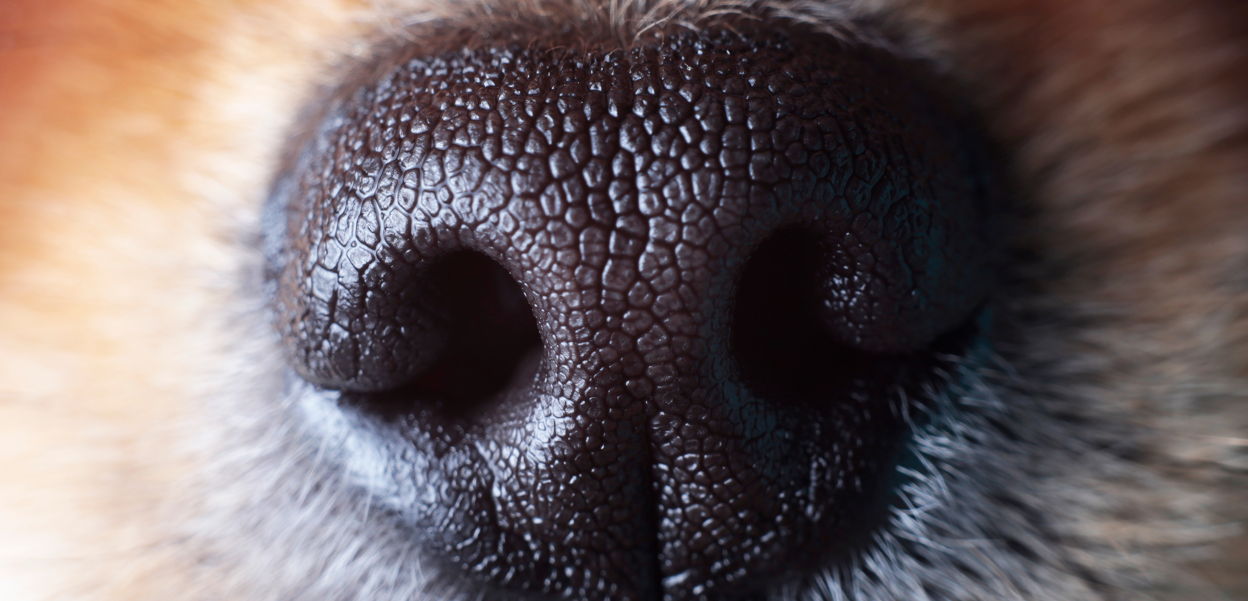 Spürhunde erkennen nicht nur COVID, sondern auch Long-COVID Spürhunde erkennen nicht nur COVID, sondern auch Long-COVID