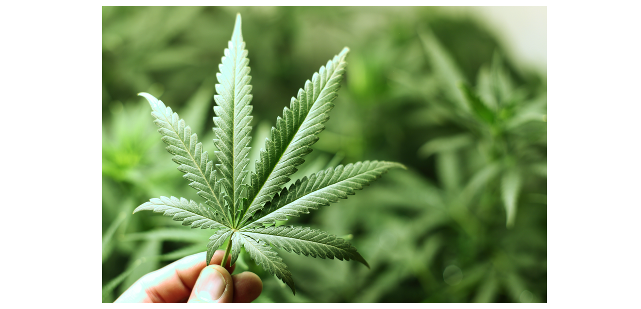 Cannabidiol (CBD) in Lebensmitteln: Arbeitsgruppe der Deutschen Forschungsgemeinschaft (DFG) bewertet Nutzen und Risiken. Cannabisblatt in einer Hand als Symbolbild