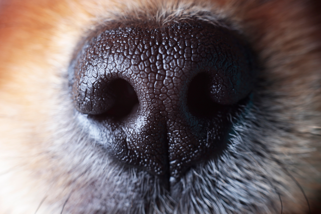 Spürhunde erkennen nicht nur COVID, sondern auch Long-COVID Spürhunde erkennen nicht nur COVID, sondern auch Long-COVID