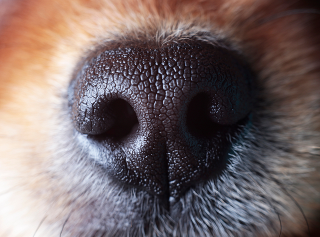 Spürhunde erkennen nicht nur COVID, sondern auch Long-COVID Spürhunde erkennen nicht nur COVID, sondern auch Long-COVID