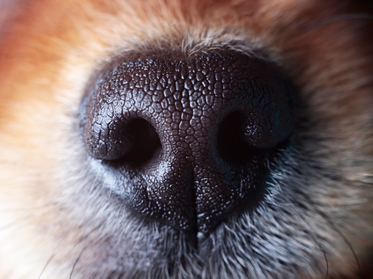 Spürhunde erkennen nicht nur COVID, sondern auch Long-COVID