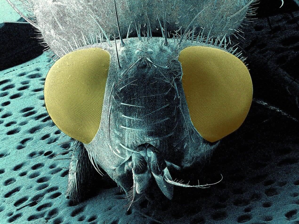 Im Zuge des Projekts ComplexEye überträgt man das biologische Konzept der Facettenaugen von Insekten auf ein Mikroskopsystem Kopf einer Fliege (mit Facettenaugen)