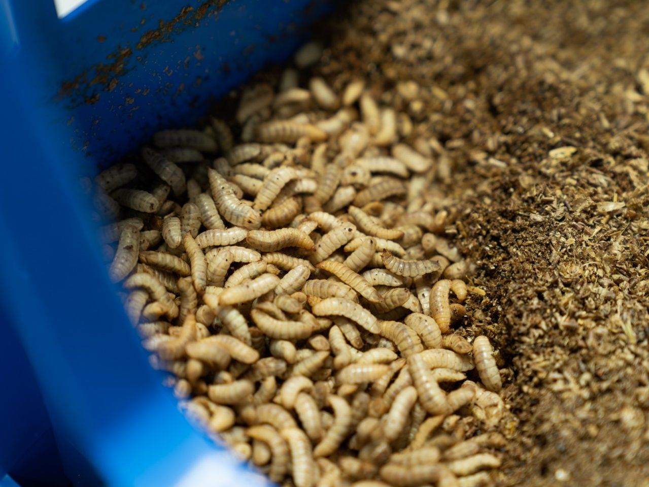 Larven der Schwarzen Soldatenfliege verwerten organische Reststoffe und Bioabfälle und erzeugen dabei wertvolle Stoffe Larven der Schwarzen Soldatenfliege verwerten organische Reststoffe und Bioabfälle und erzeugen dabei wertvolle Stoffe