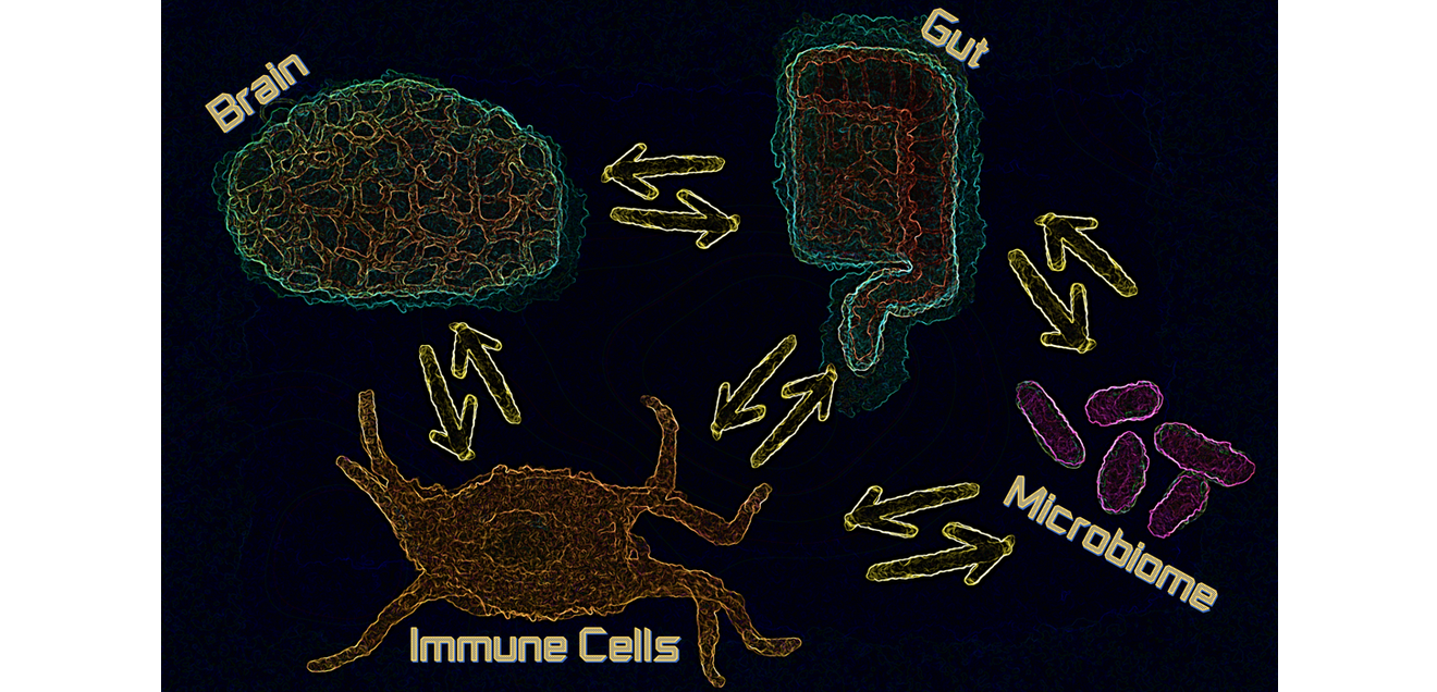 Kommunikation zwischen Hirn, Immunzellen und Darm Schematische Zeichnung zeigt Kommunikation zwischen Hirn, Immunzellen und Darm