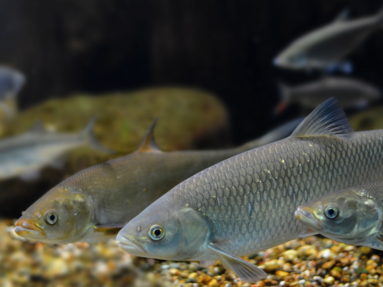 PFAS in Speisefischen aus Nord- und Ostsee - Grenzwerte deutlich überschritten Symbolbild Heringe