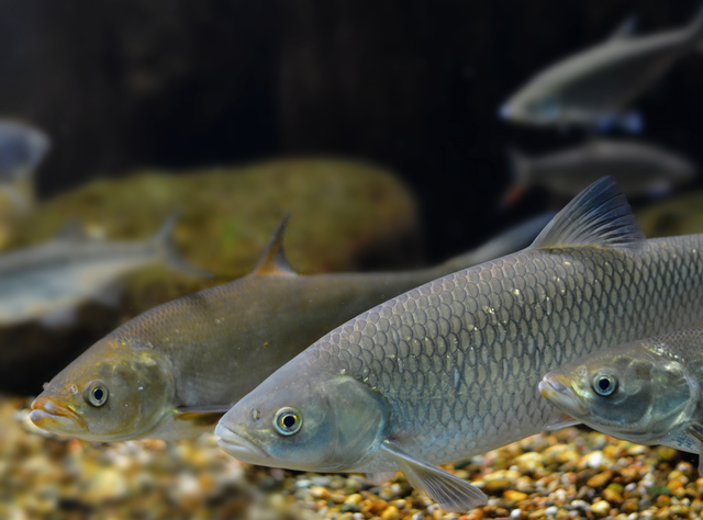 PFAS in Speisefischen aus Nord- und Ostsee - Grenzwerte deutlich überschritten Symbolbild Heringe