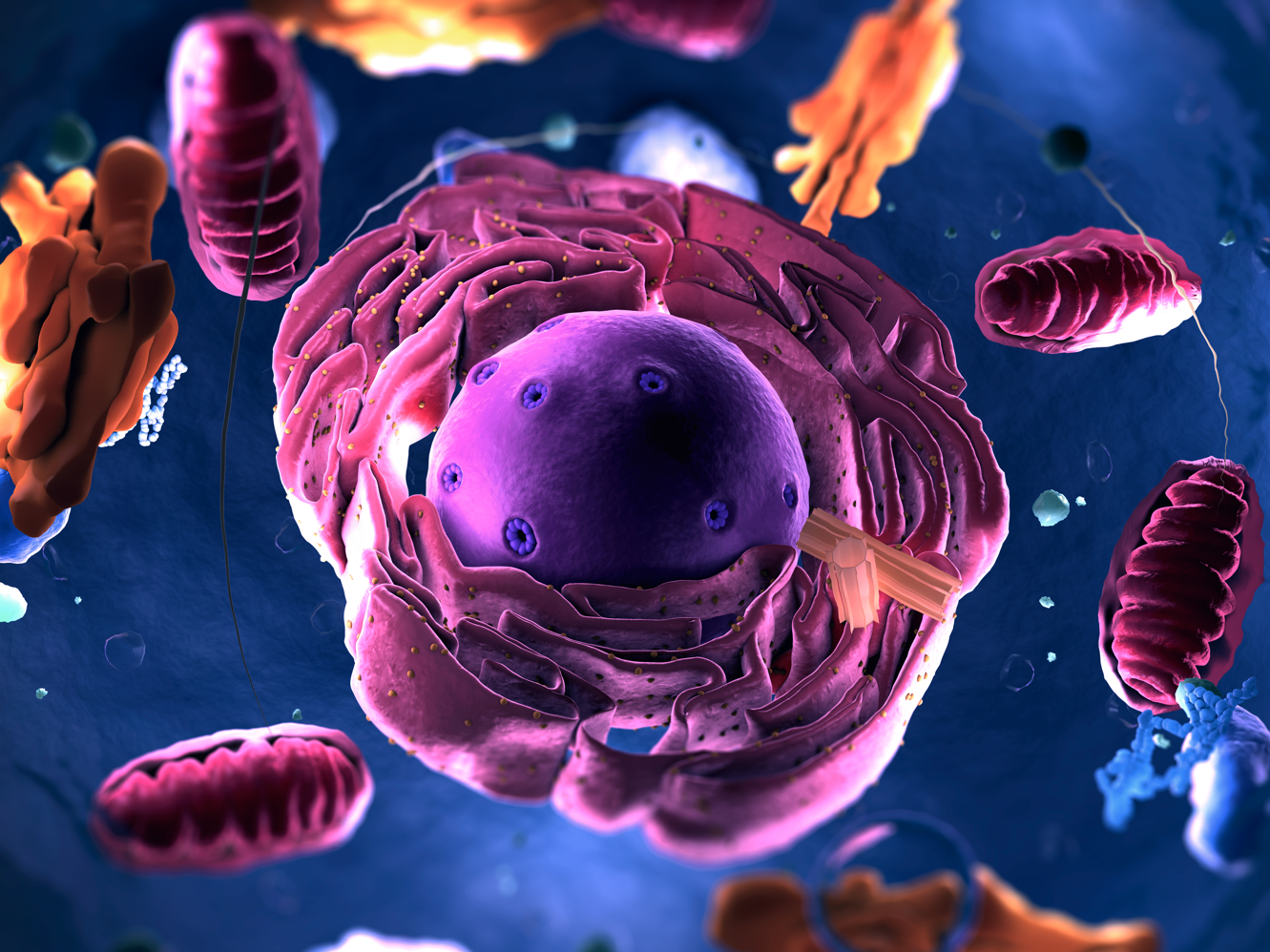 Zelle mit Zellorganellen und Mitochondrien