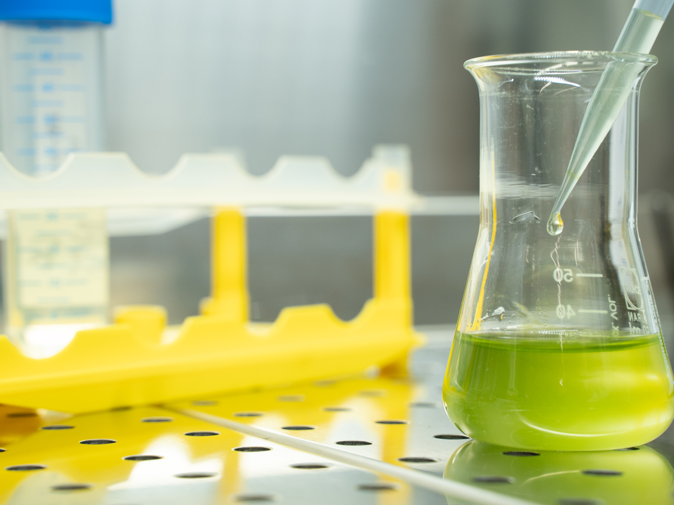 Glykolat aus Mikroalgen: Zellfabriken wandeln CO2 in Basischemikalien um Flüssigkultur von Chlamydomonas reinhardtii