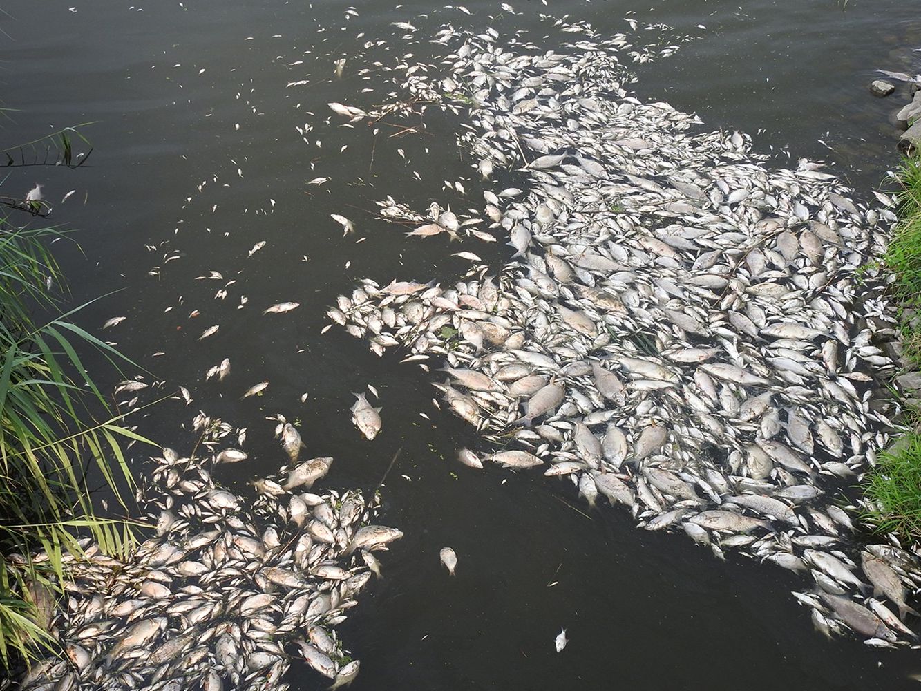 Fischsterben an der Oder im Sommer 2022 Fischsterben an der Oder im Sommer 2022
