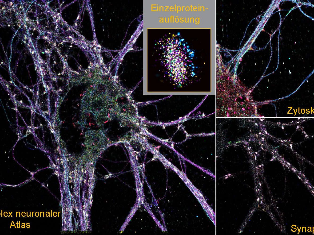 Einzelproteinauflösung durch die Darstellung in einer segmentierten Einzelsynapse