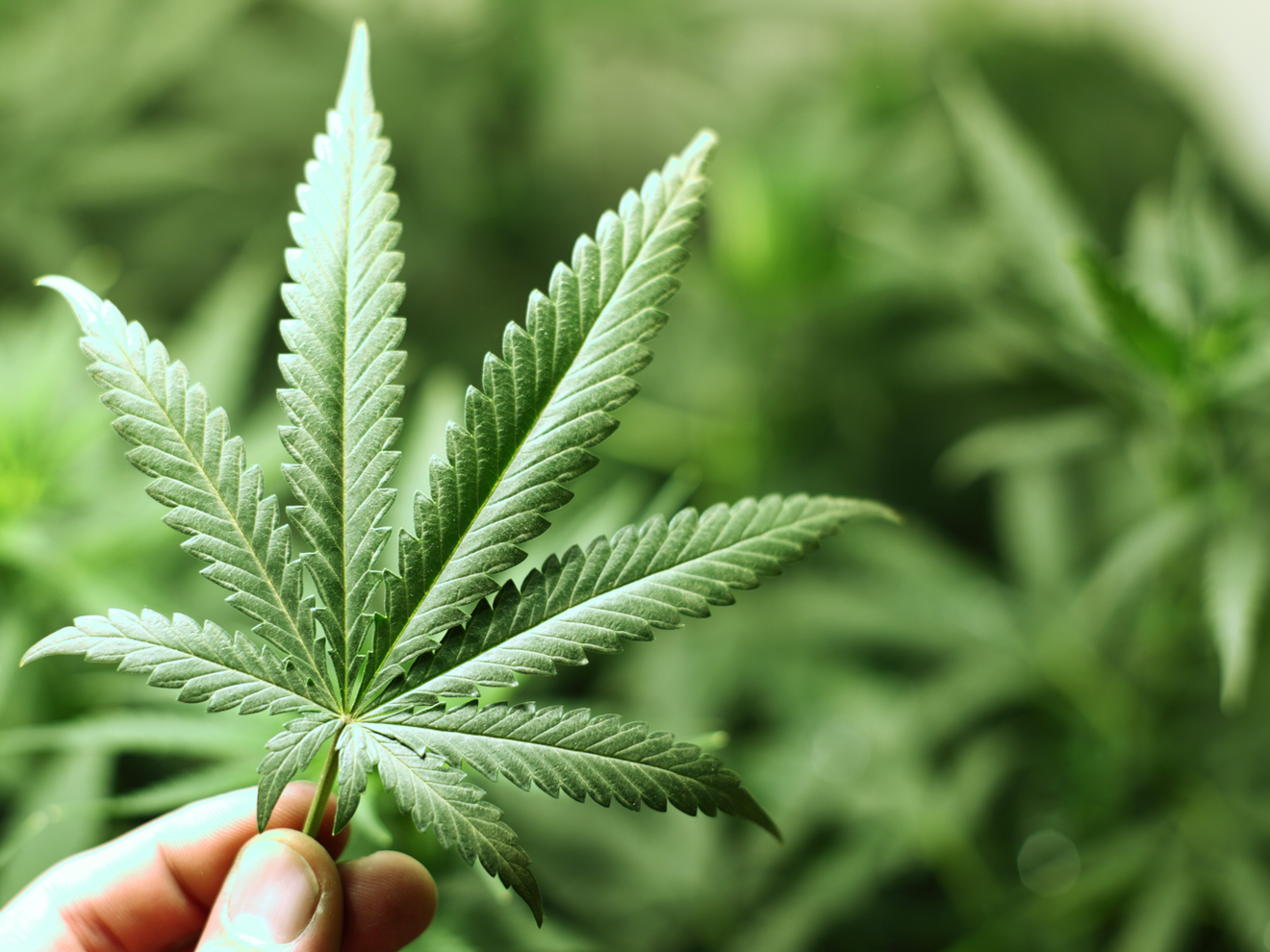 Cannabis in Deutschland Cannabis