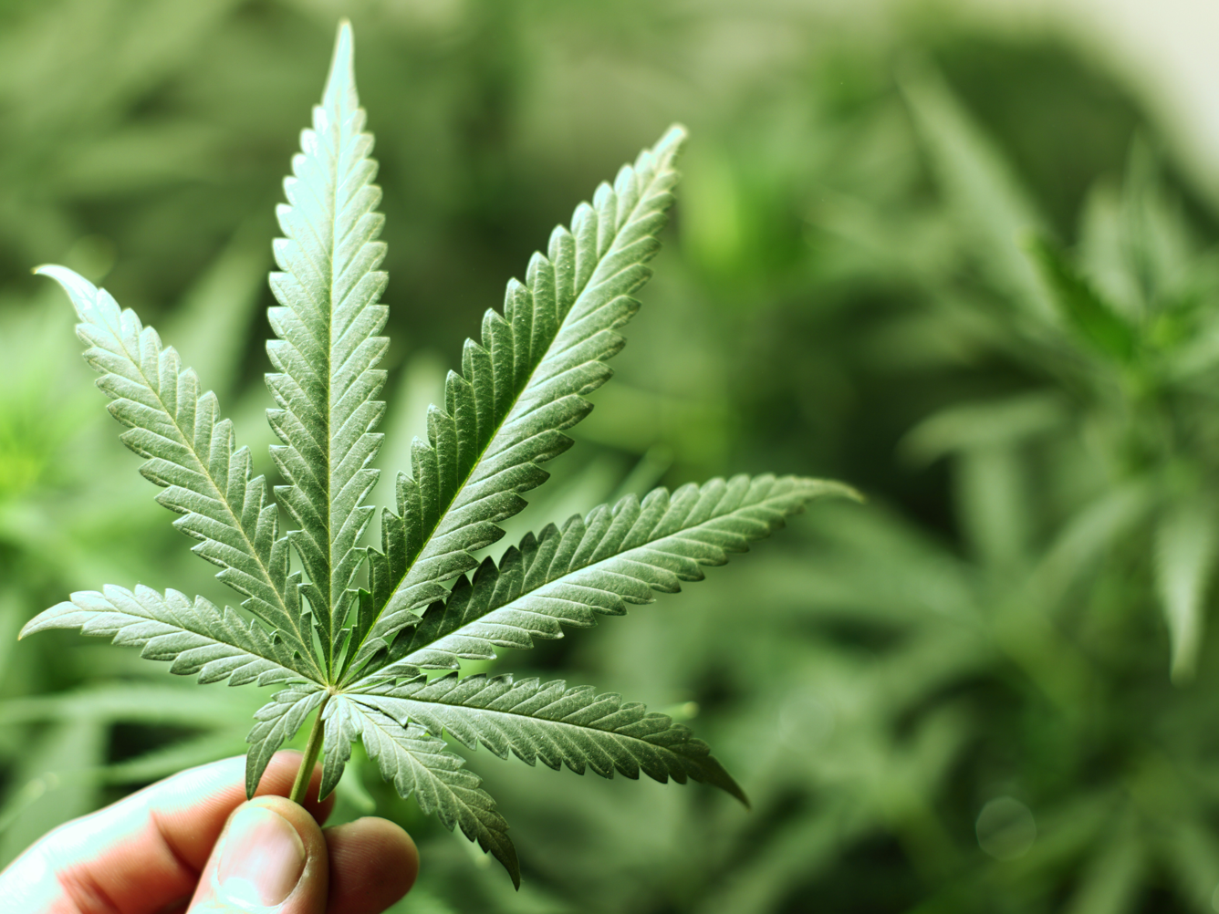 Cannabis in Deutschland Cannabis